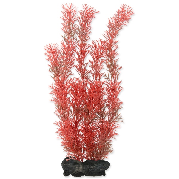Rostlina Tetra Foxtail Red