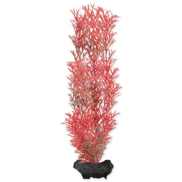 Rostlina Tetra Foxtail Red